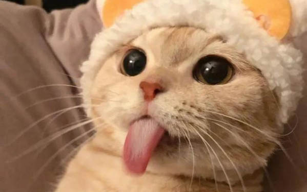 小猫咪洗澡的注意事项
