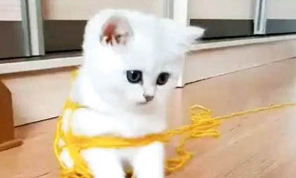 猫咪换牙是几个月的时候