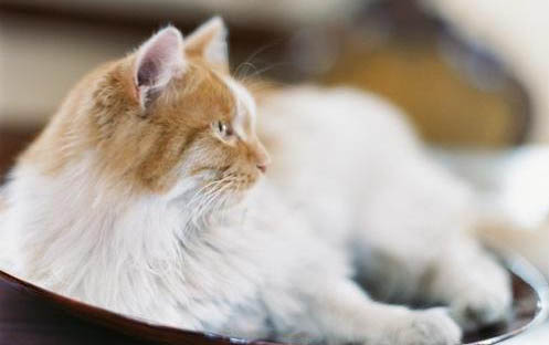 猫咪主动进笼子睡咋办