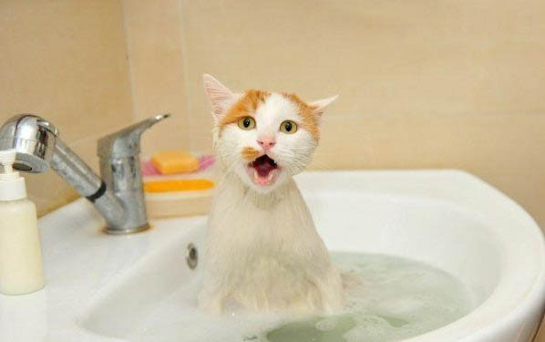 小猫多久会忘记猫妈妈