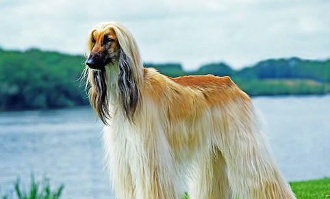 西藏猎犬真菌感染症状