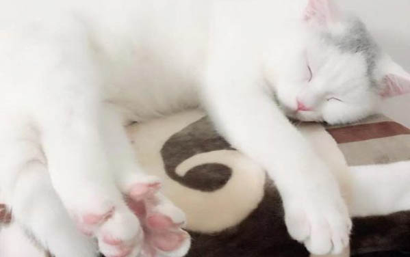 猫咪6个月掉牙正常吗