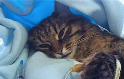 猫应急反应如何解决