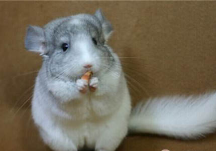 龙猫抽搐多久会好