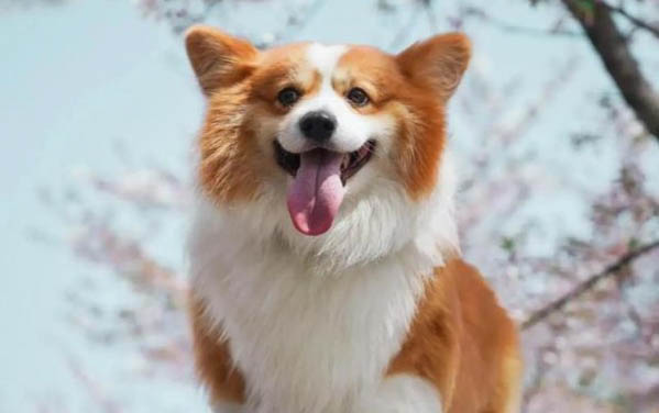 小狗怀孕了会有什么表现