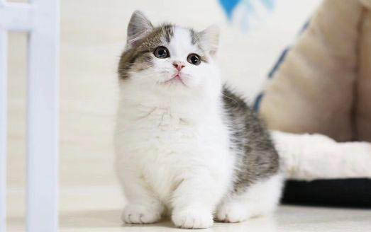 如何培养猫咪的良好生活作息