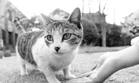 呋虫胺是否对猫咪有害