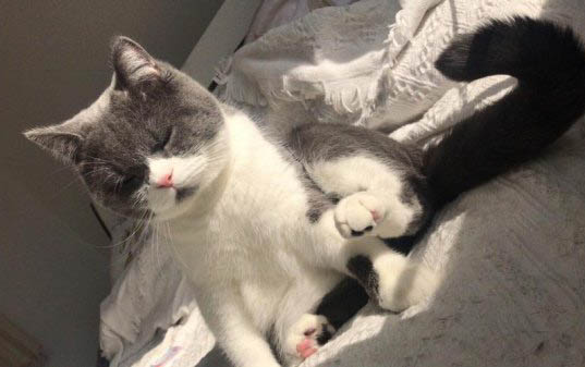 猫咪可以用氧氟沙星滴眼液吗?