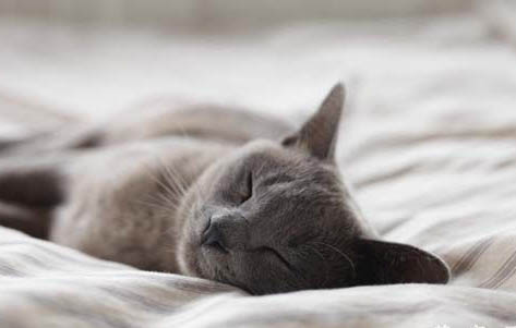 猫怀孕68天有胎动不生