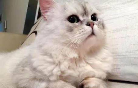主人死了猫咪会怎样