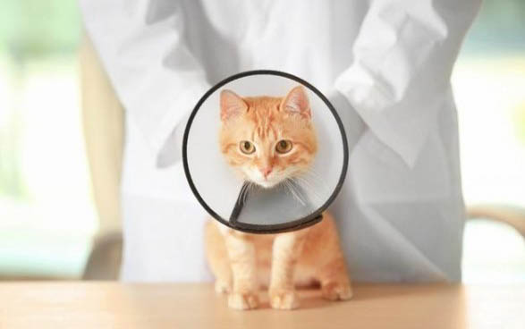 一个人能带两只猫上飞机吗现在