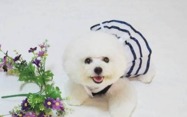 10斤狗一次吃多少狗粮