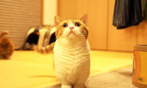 猫咪不吃东西还吐怎么办?