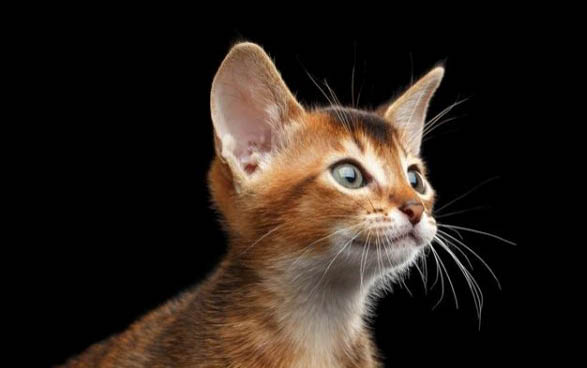 猫咪的蛋蛋会得毛囊炎吗
