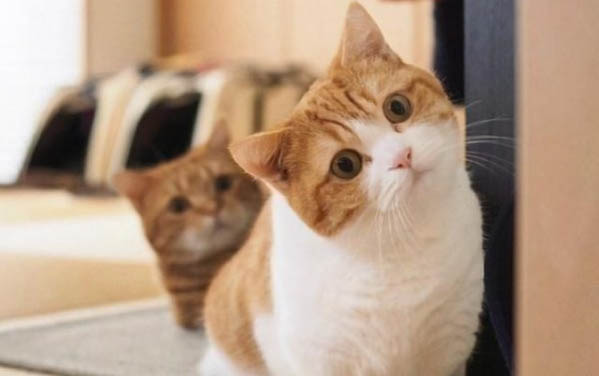 为什么小猫一直叫个不停