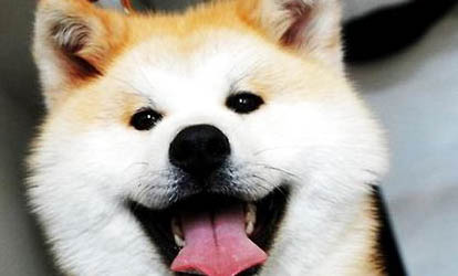 秋田犬和柴犬哪个好？