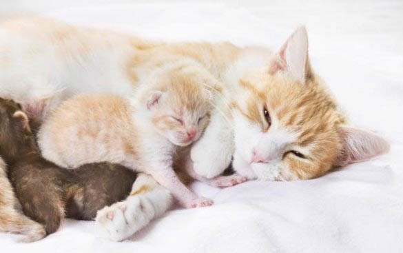 小猫总打喷嚏是怎么回事