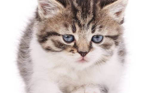 小猫第一天到家睡哪里
