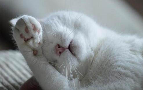 小猫精神不振嗜睡老是摇尾巴