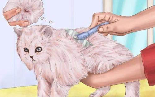猫咪做绝育以后需要禁食多长时间