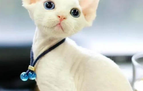 卷毛小狗有哪些品种