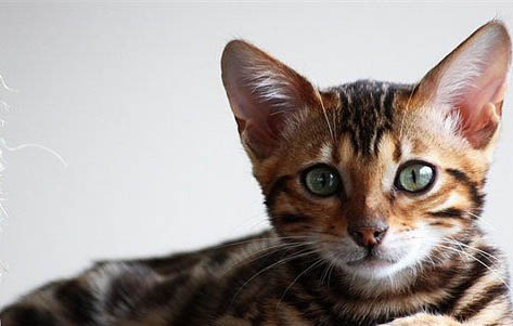 猫的爪子剪了会抓老鼠