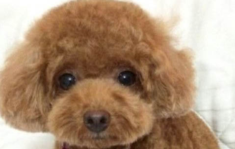 泰迪母狗不配种可以吗