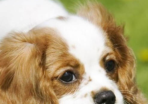 布雷猎犬频繁抖毛是为什么