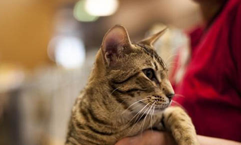 猫可以吃柚子吗?