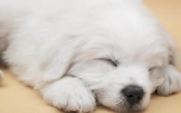 小狗身上有蜱虫会死吗