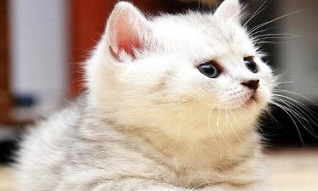 猫咪身上有虫子爬怎么办