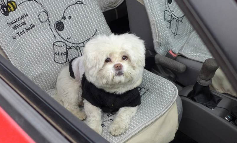 狗皮癣怎么治疗