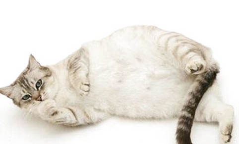 多大的猫咪可以洗澡