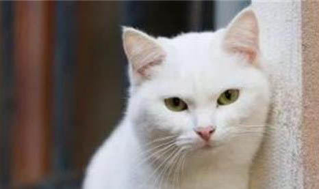 猫的进化过程