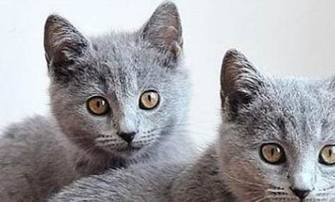 猫咪耳朵里有油
