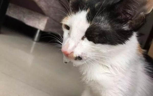 新生猫咪几天睁眼几天排便
