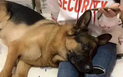 窝不咳犬用药在哪里买