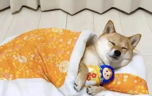 哪个狗零食的牌子好