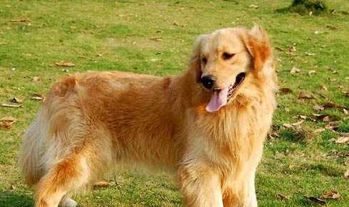 金毛犬体味重怎么办