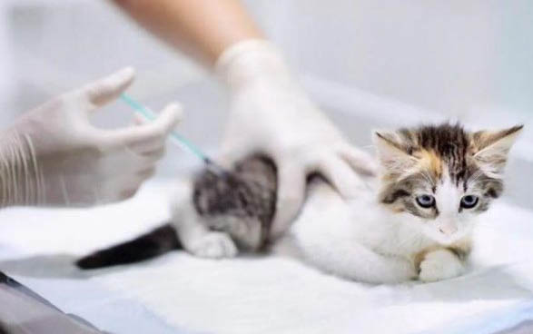 猫咪打喷嚏的鼻涕带血是什么原因引起的