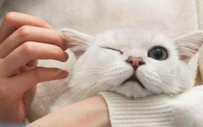 小猫咪能吃葡萄吗