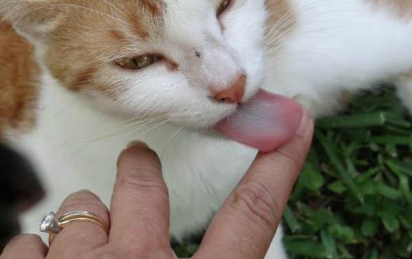 小猫吃了东西呕吐的原因及处理方法