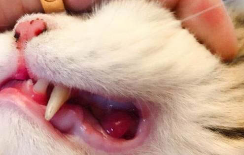 小猫感冒症状能自愈吗为什么呢