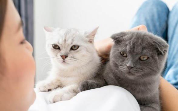 小猫多大开始吃猫粮