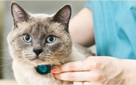 猫咪全身冰冷怎么处理
