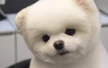 哈多利系博美犬价格