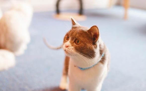 猫咪狂叫是什么原因
