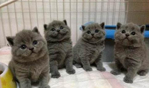 猫咪一直弓背走路是什么原因