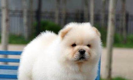 少有人养松狮犬的原因及处理方法