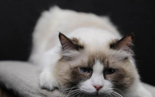 猫咪老是吐怎么办